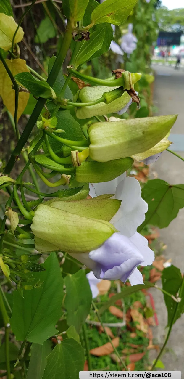 Morning Glory20