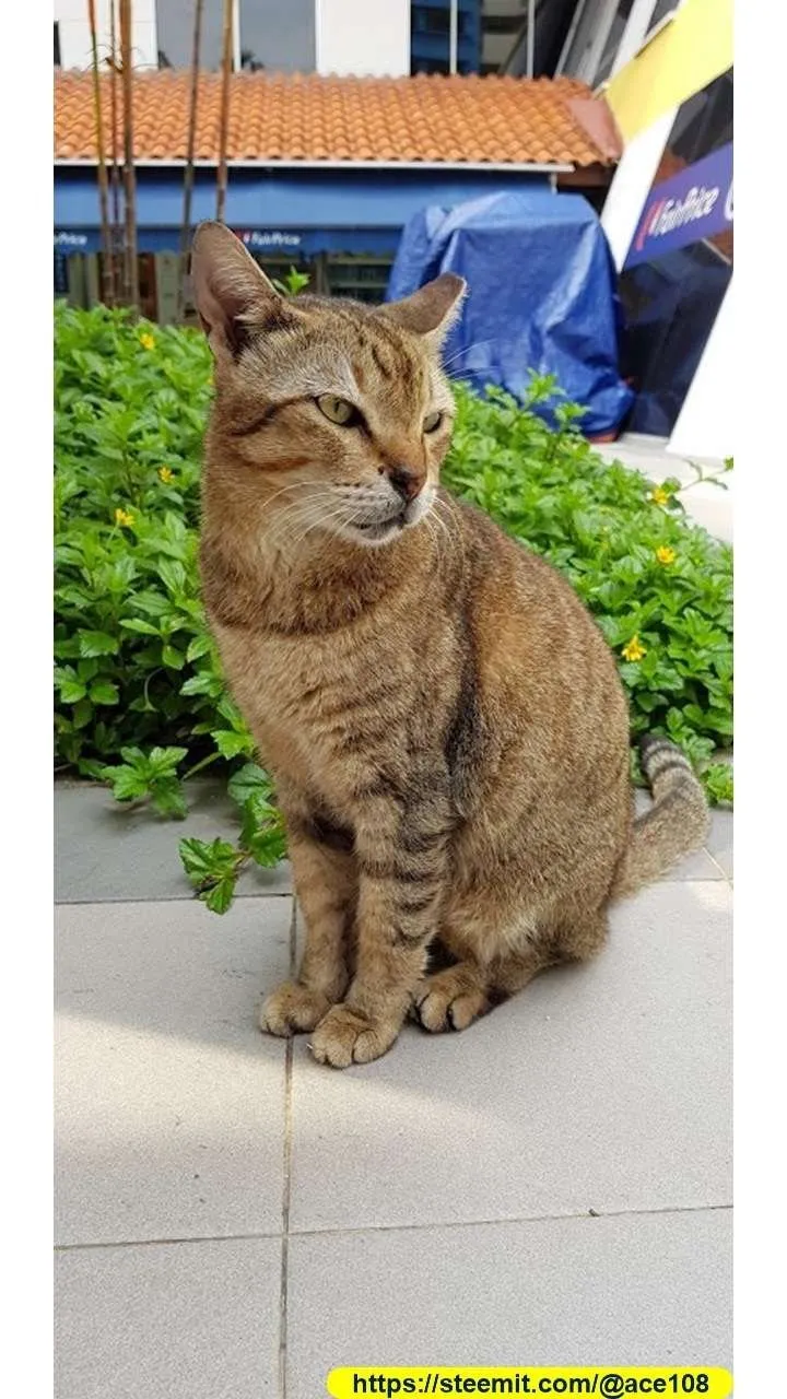 Cat40