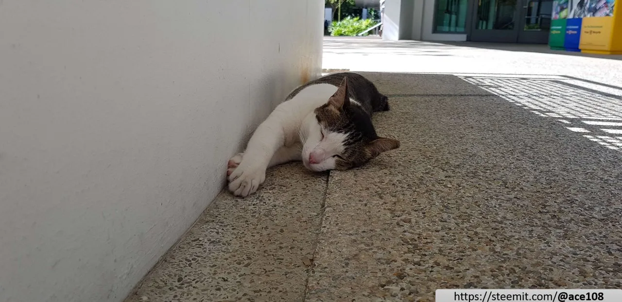 University Town Cat20