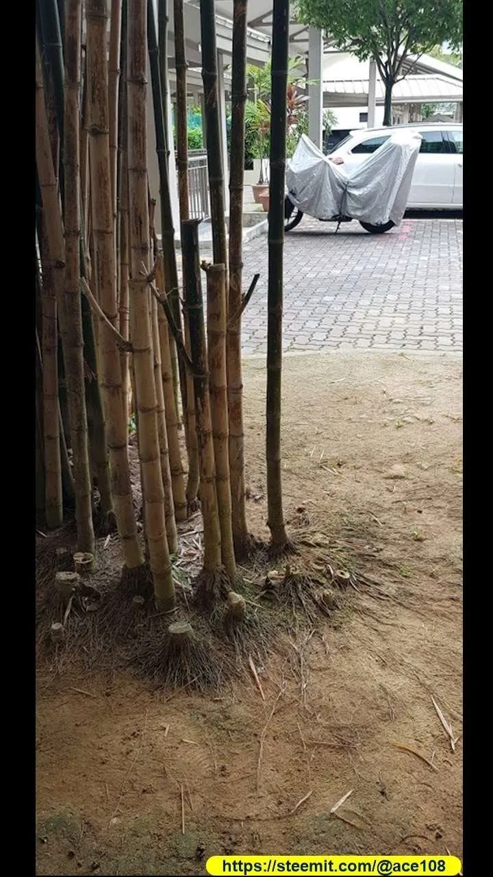 Bamboo shoots to flower 10