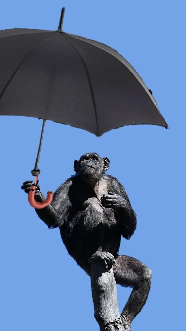 Umbrella 2
