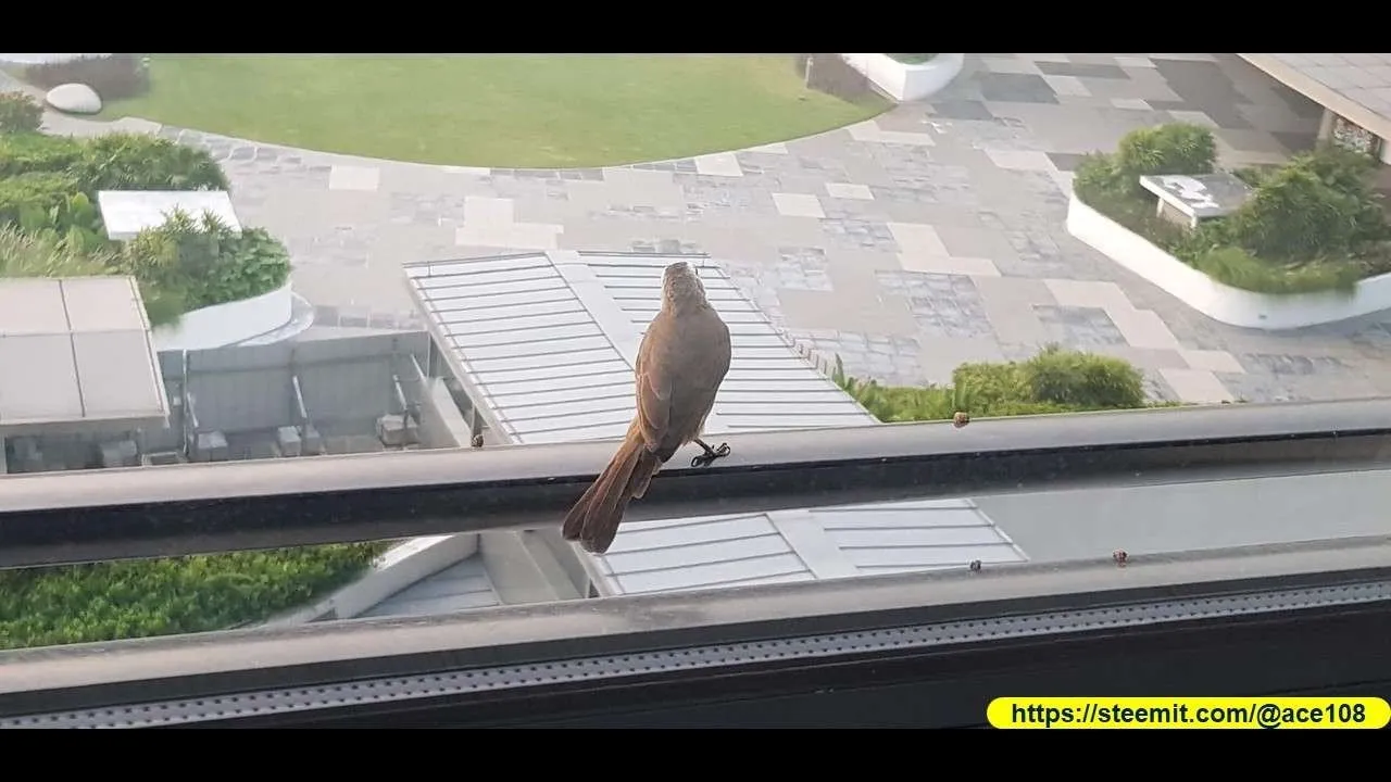 Bird at Sentosa20