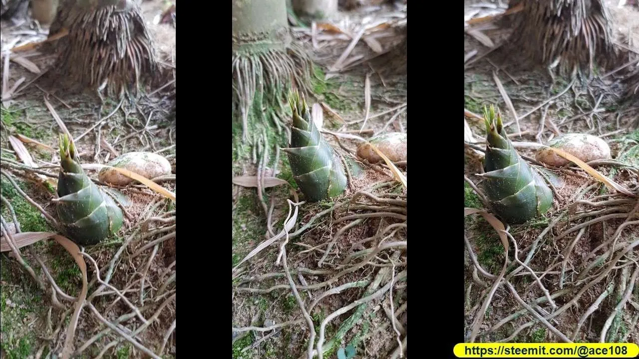 Bamboo shoots to flower 20