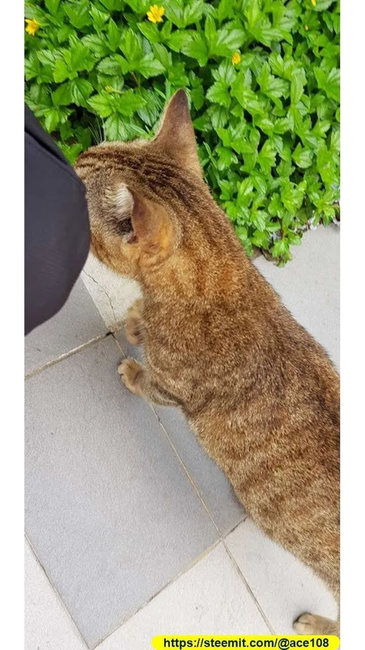 Cat30