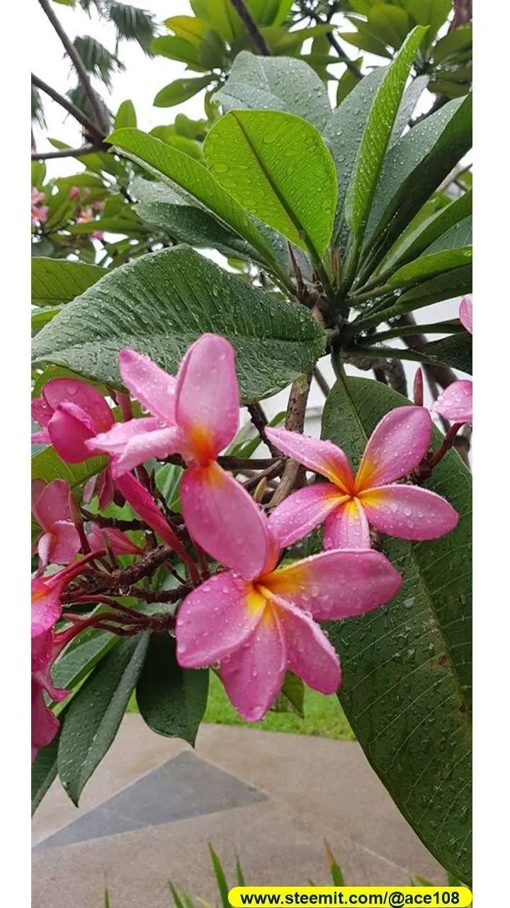 Frangjipani200