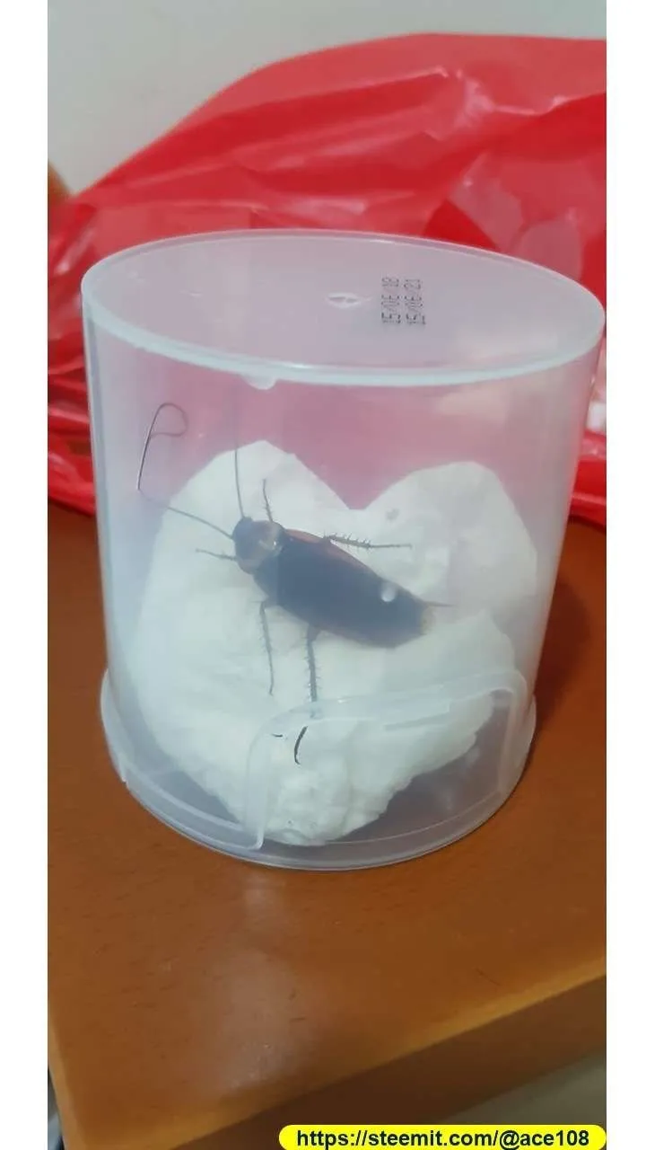 Cockroach