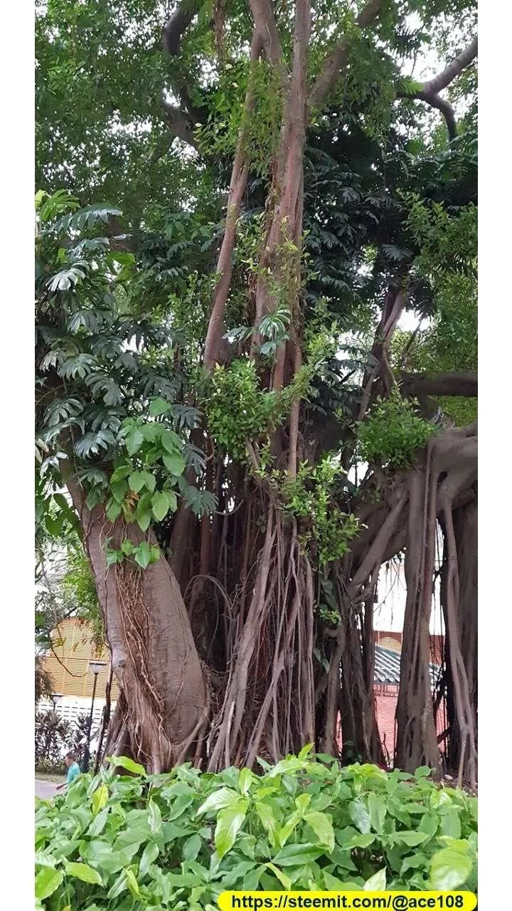 Spooky Tree30