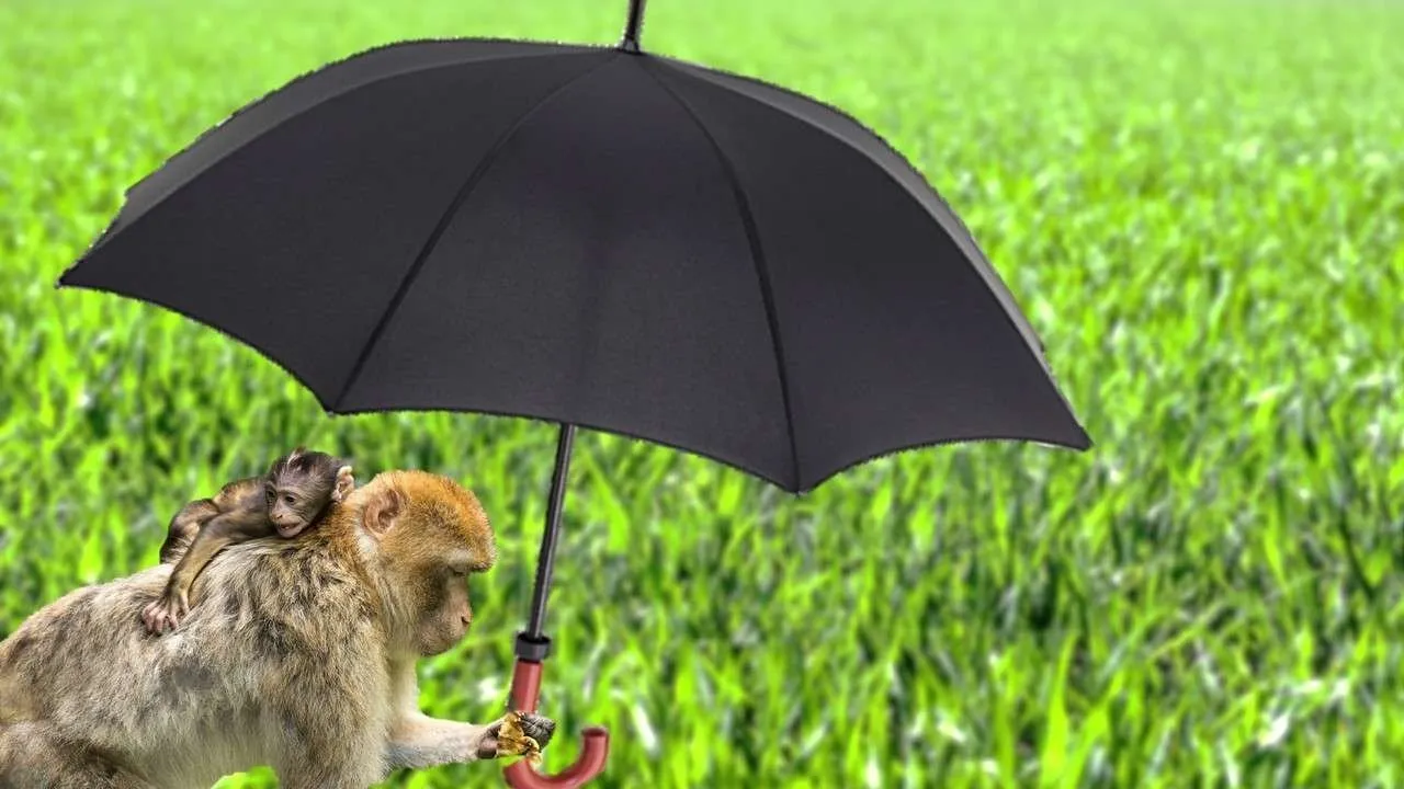 Umbrella 3