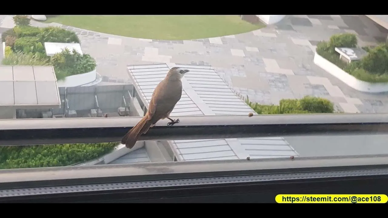 Bird at Sentosa40