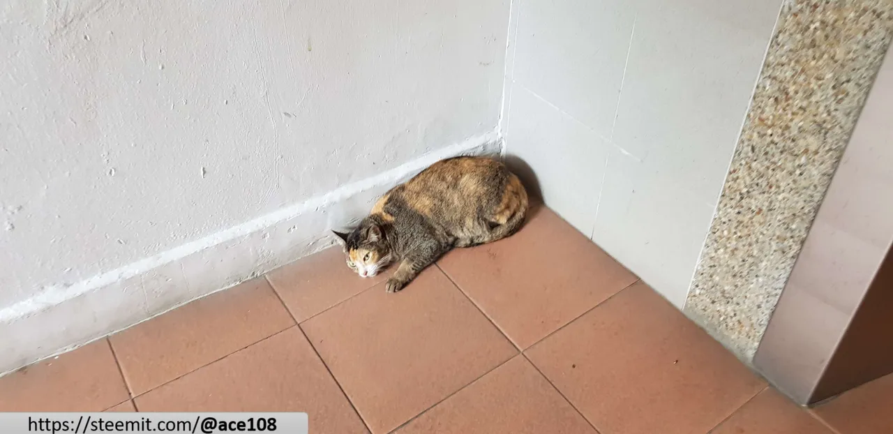 Cat 10