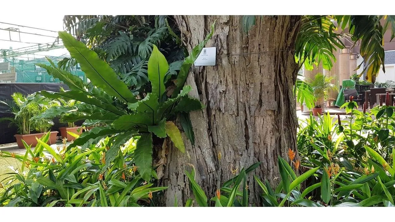 Heritage Raintree200