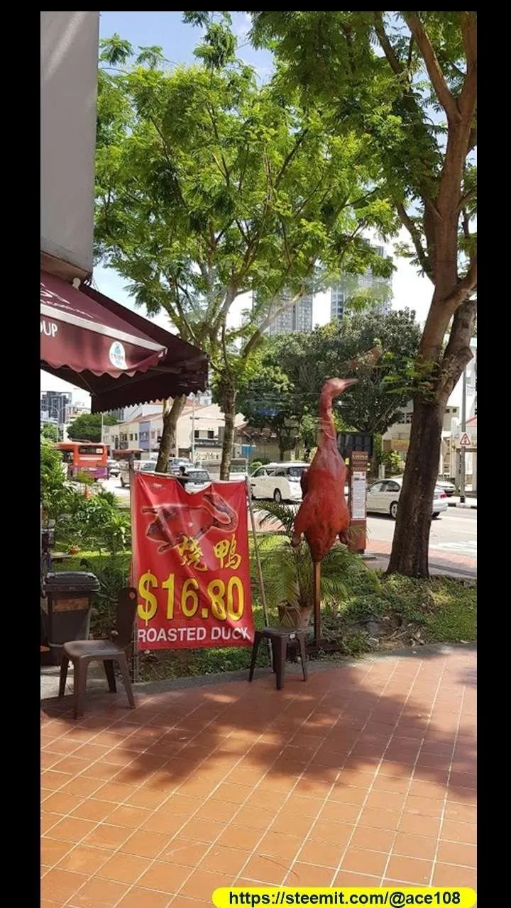 Duck