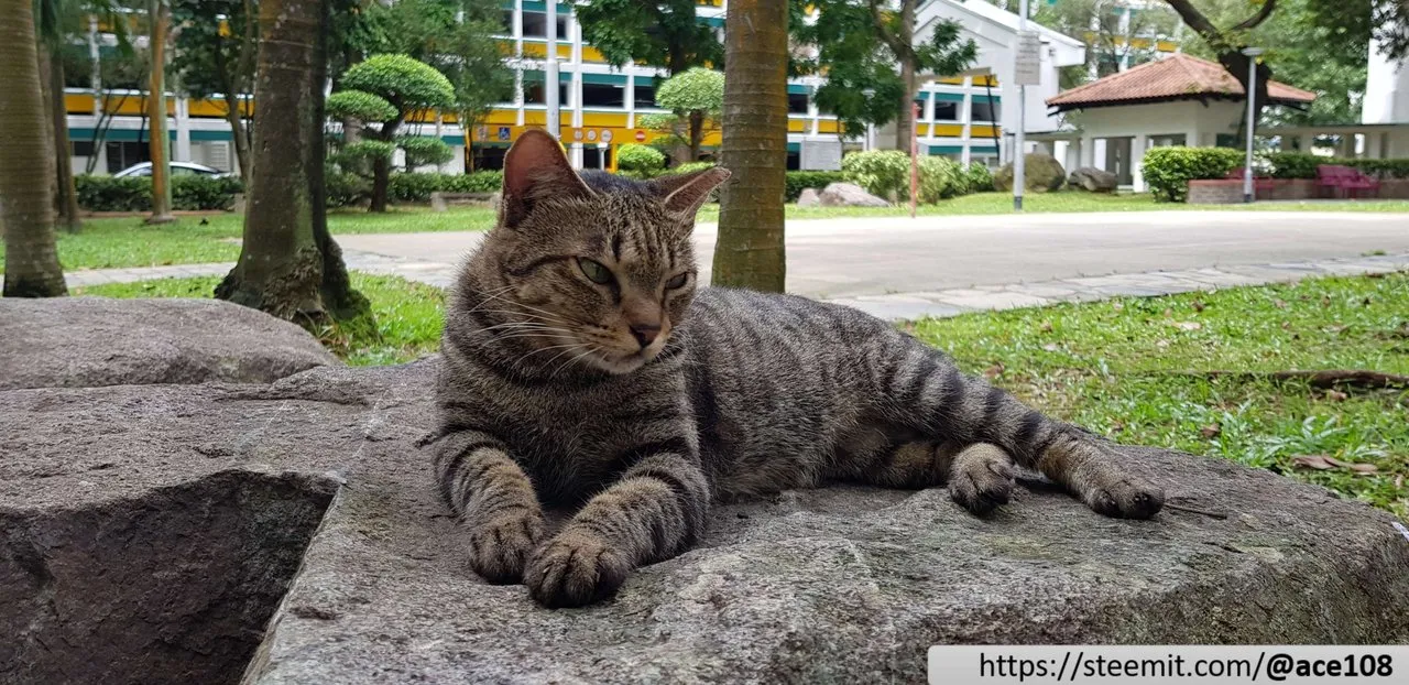 Cat40