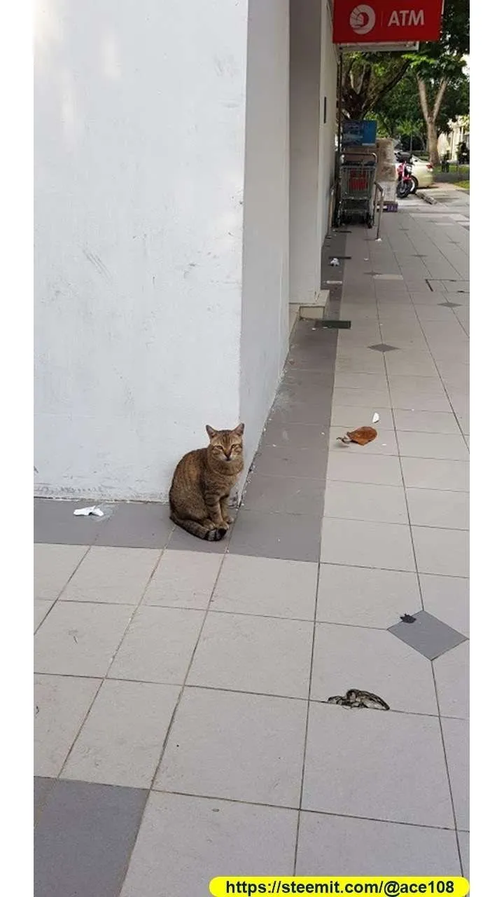 Cat10