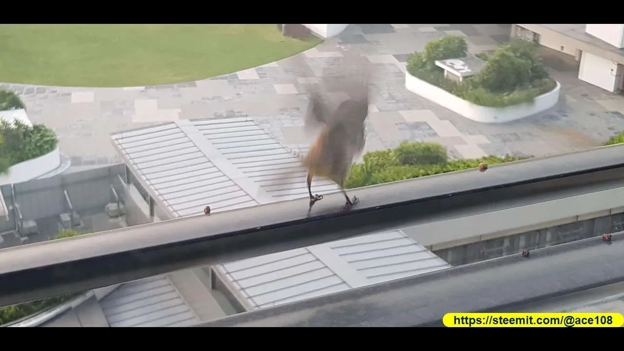 Bird at Sentosa50