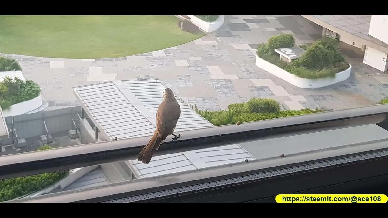 Bird at Sentosa10