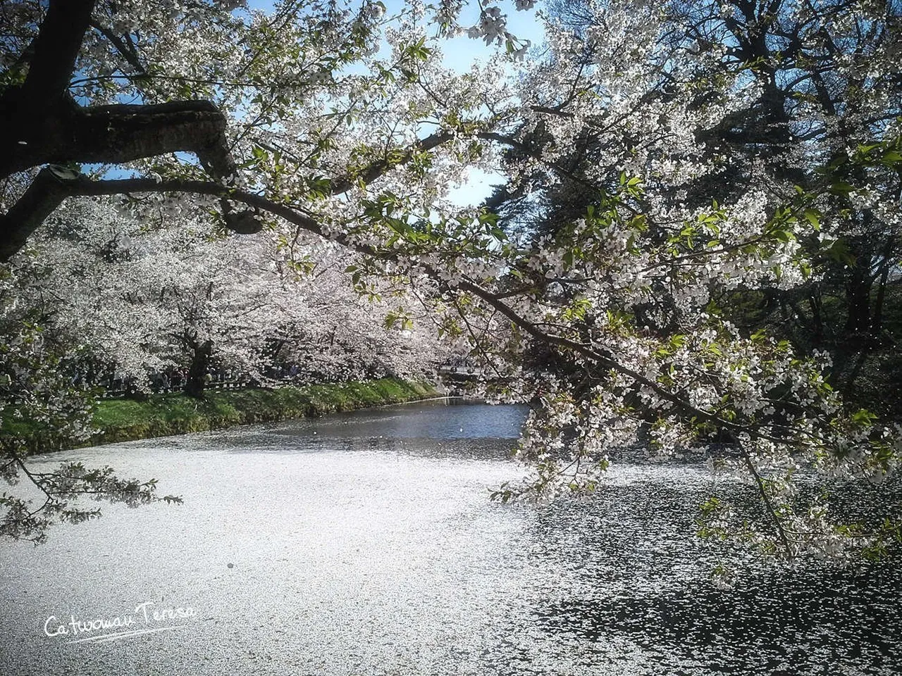 Hirasaki06