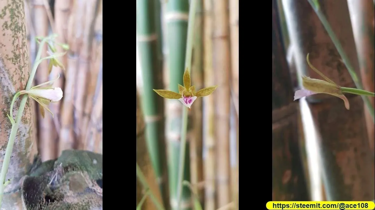 Bamboo shoots to flower 40