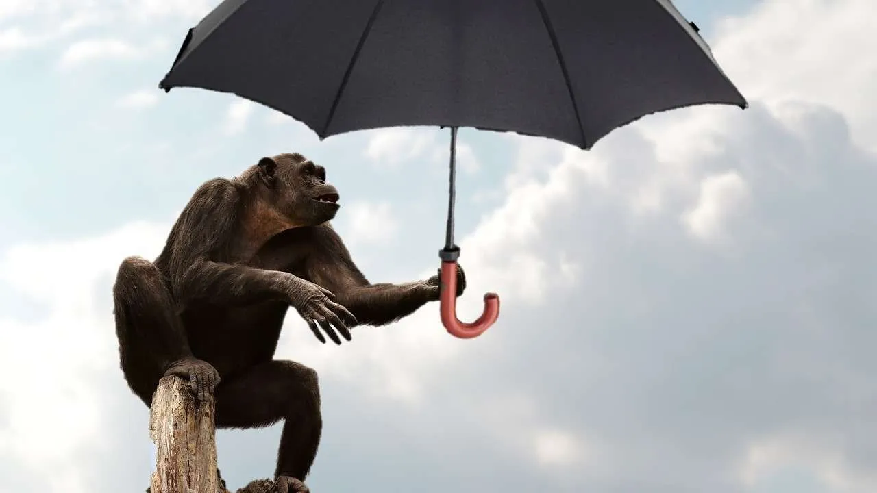 Umbrella 1