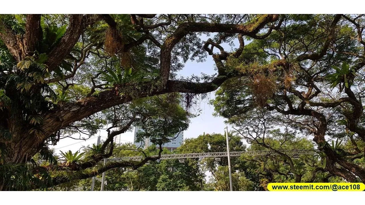 Heritage Raintree250