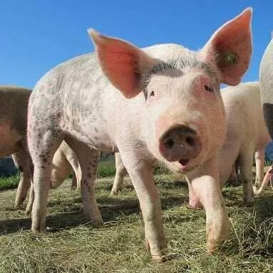 Pig