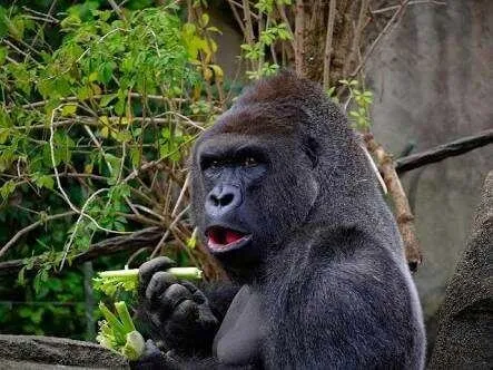 ape