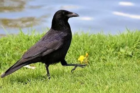 Crow