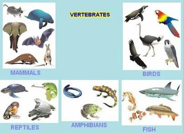 examples of fish vertebrates