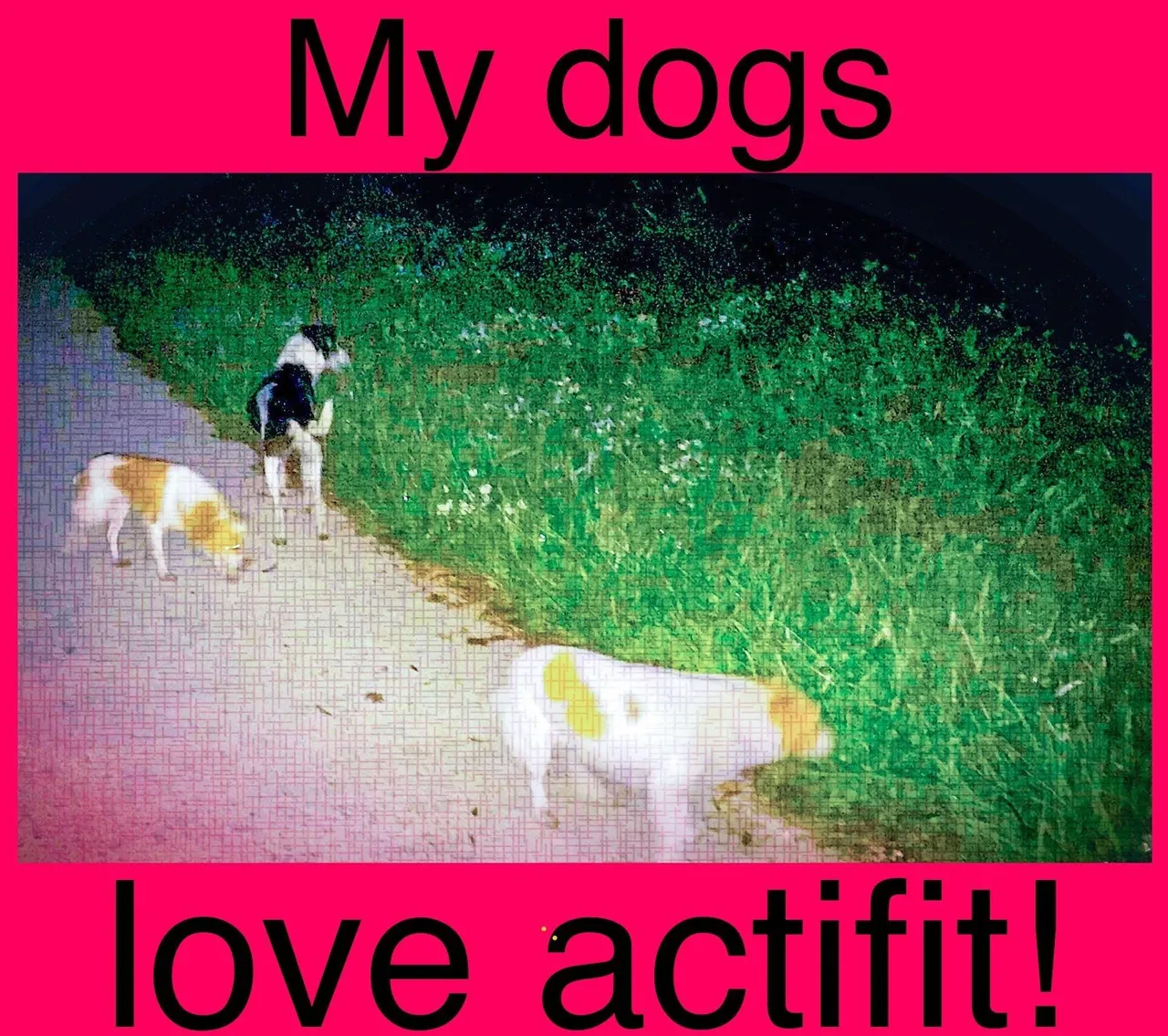 dogs love Actifit