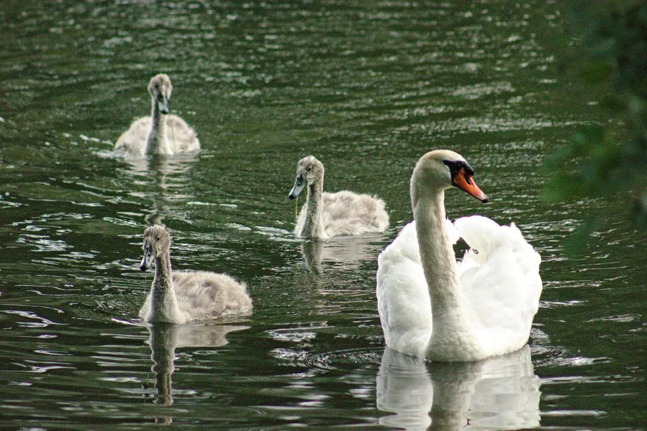 Swan family
