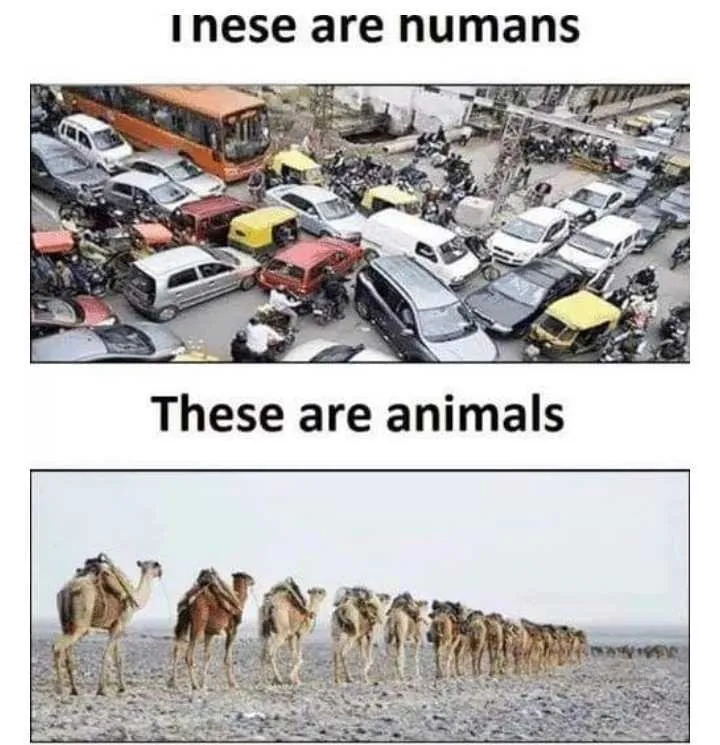 differences-between-humans-and-animals