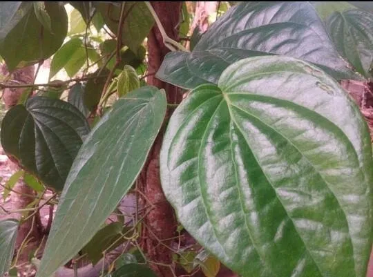 Repost Manfaat Daun Sirih Untuk Kesehatan Benefits Betel Leaves