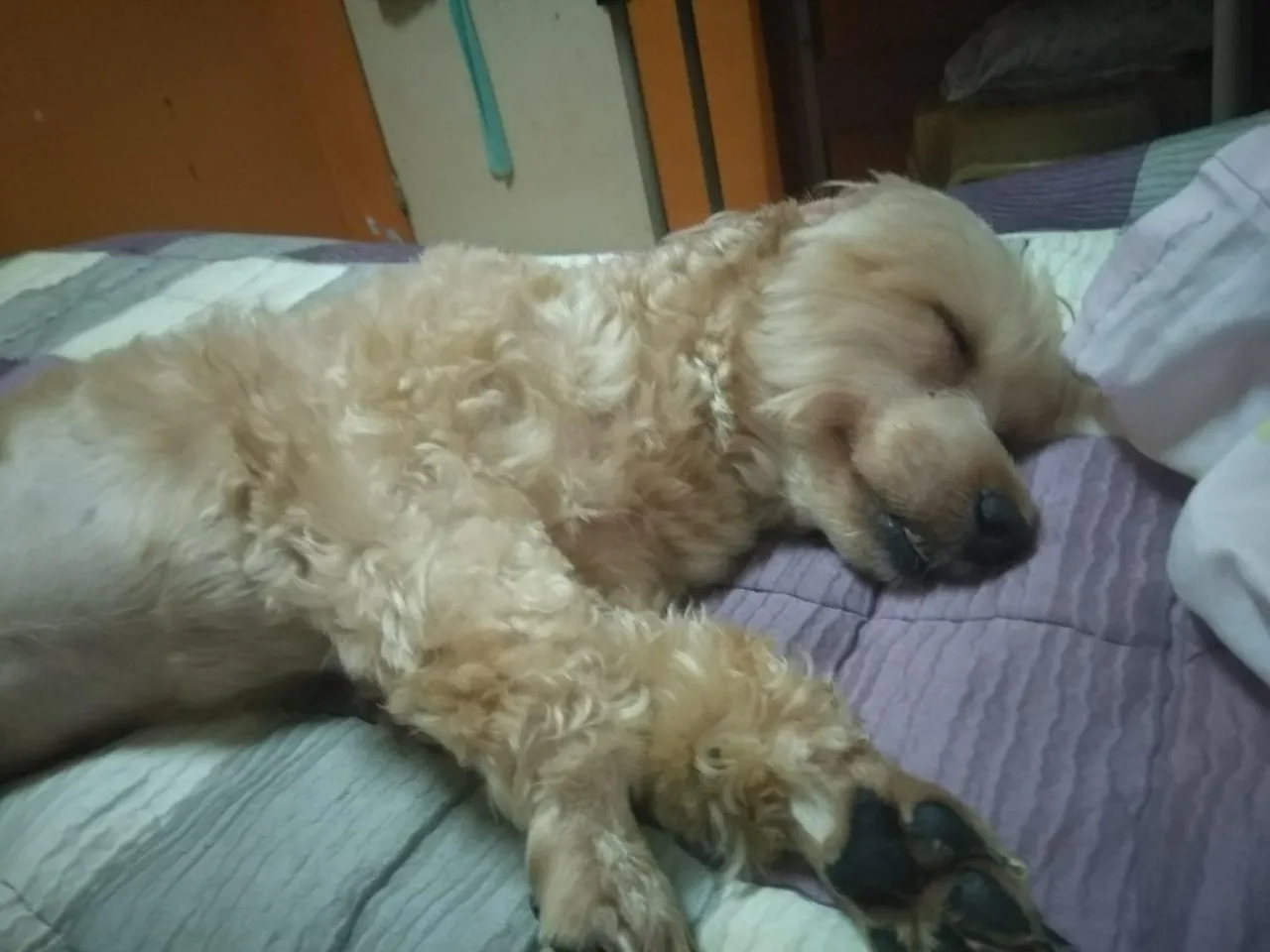 g8am6ngemh.jpg
