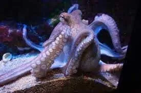 Octopus