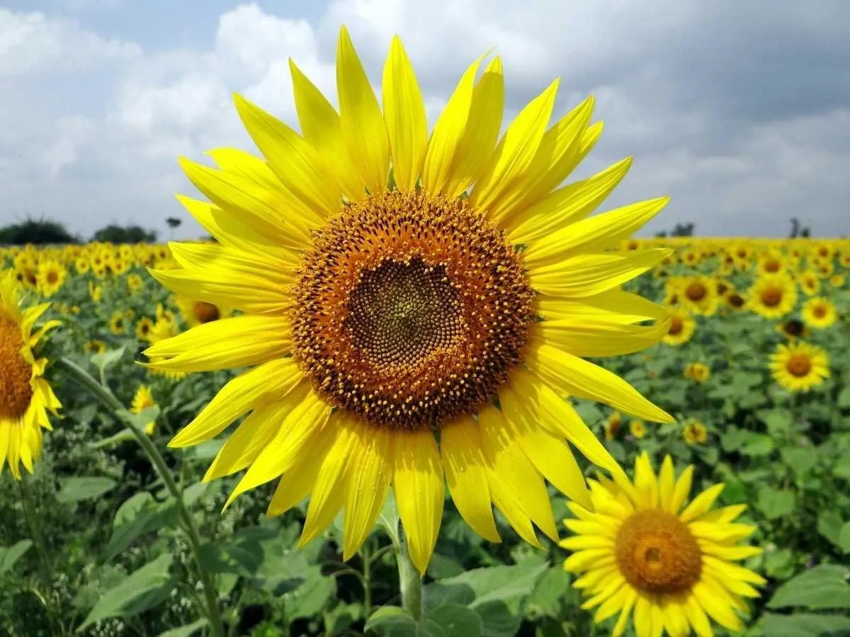 Bunga Matahari Sun Flower