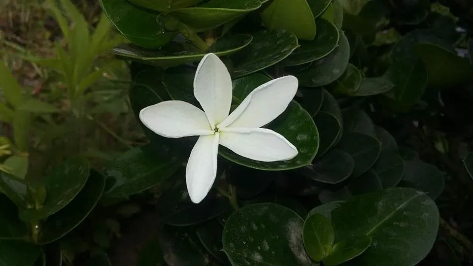 nsanvvdi02.jpg