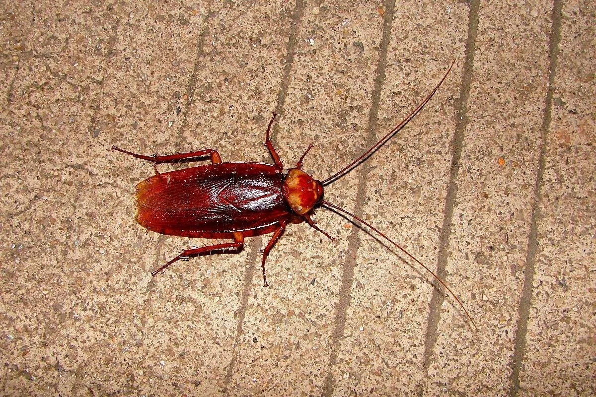 ogb965vr19.jpg