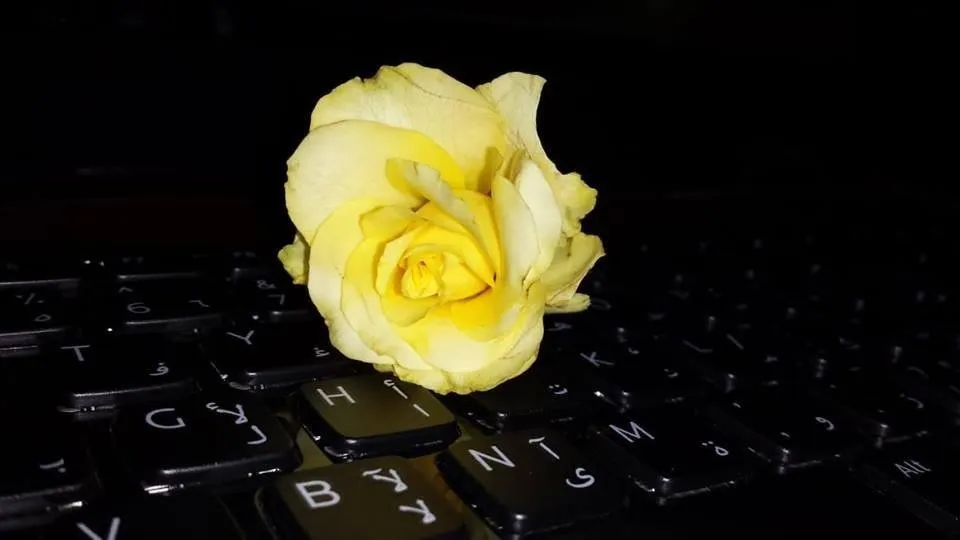 qmwgrkcbnb.jpg