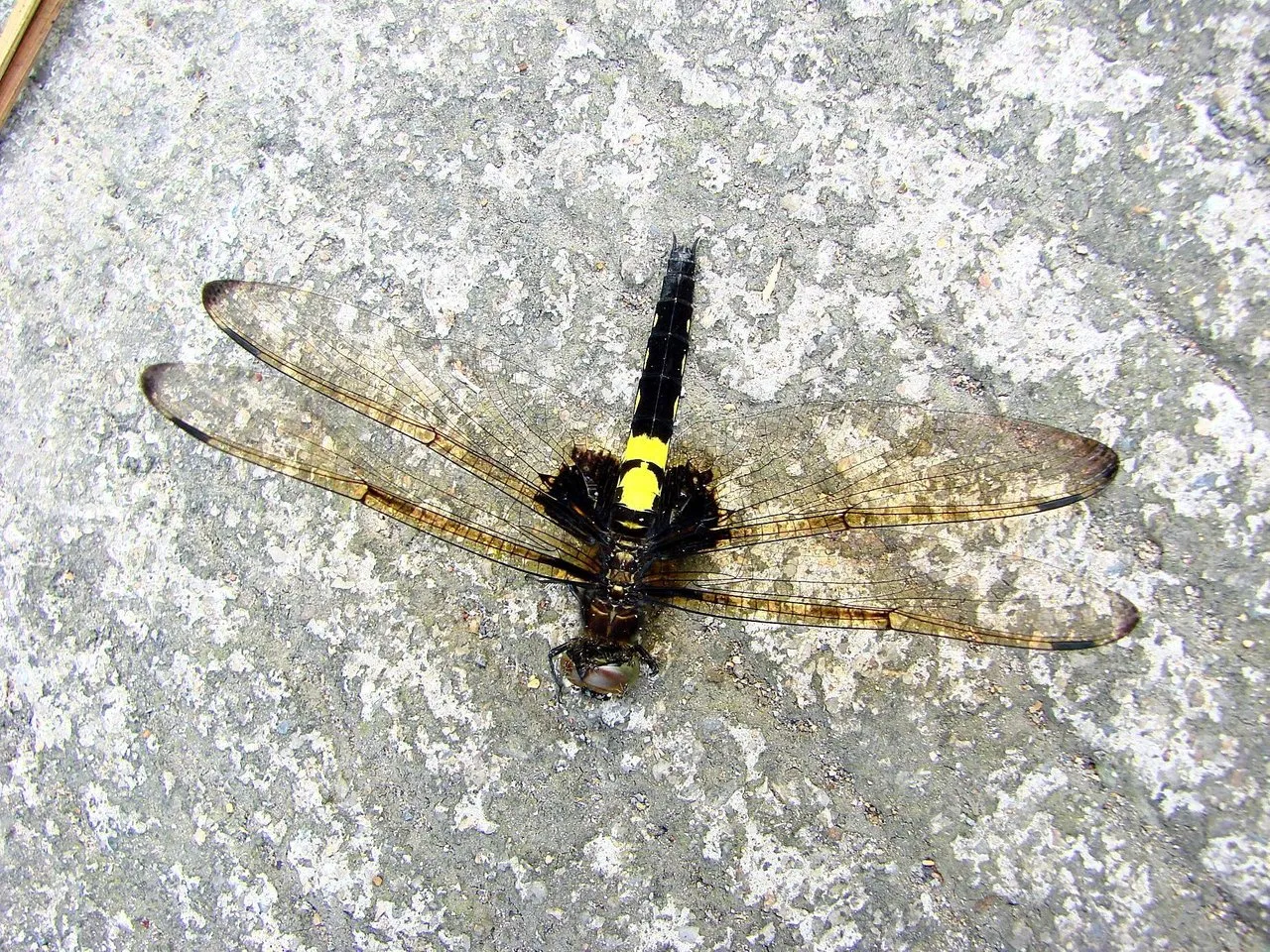 yctgk5381b.jpg