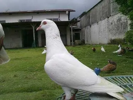 5 Ciri Ciri Burung Merpati Yang Berkualitas Tinggi