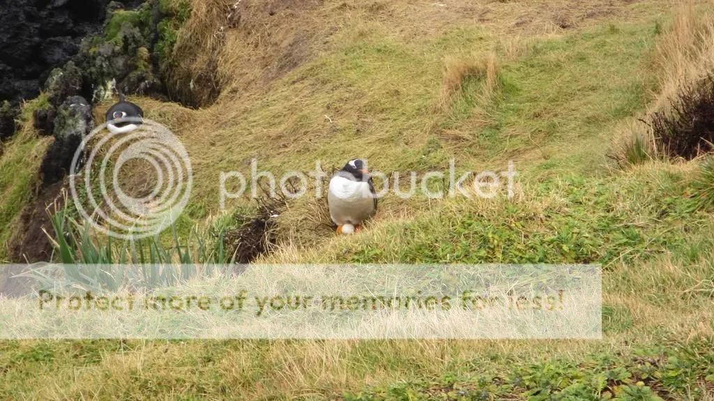 Gentoo penguins