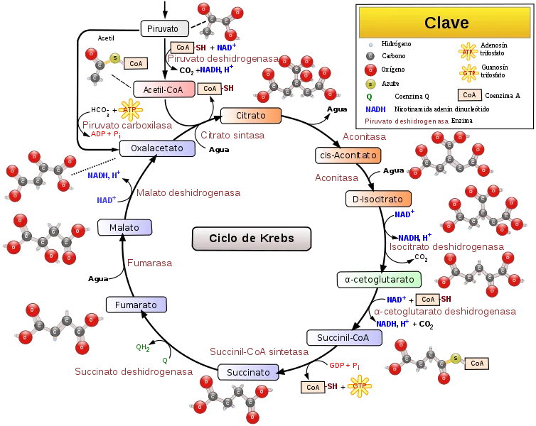 754px-Citric_acid_cycle_with_aconitate_2-es_svg.png