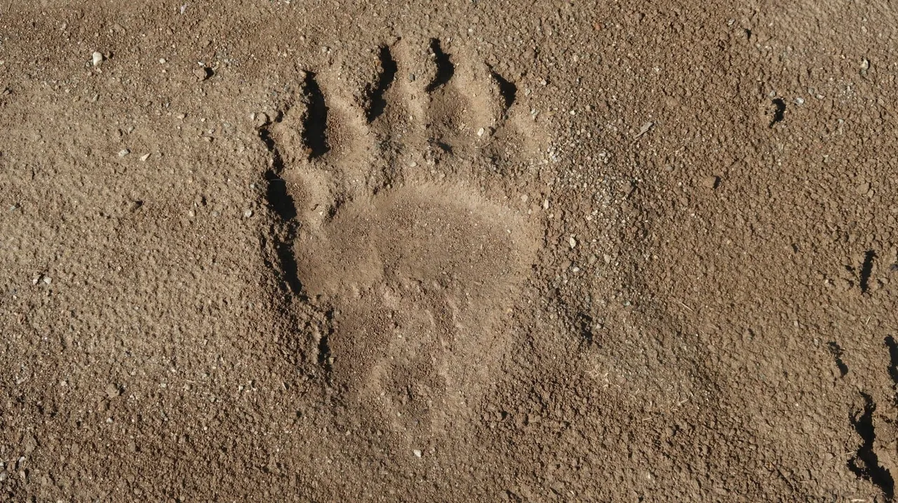 36981017_2191101294457317_4484216461438484480_n.jpg