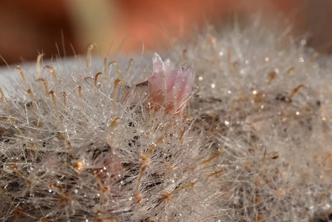 Mammillaria Glassii waterdrops flower 1.jpg