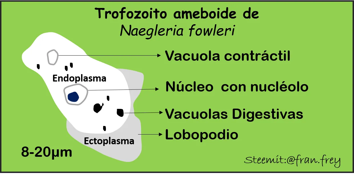 Trofozoito ameboide N fowleri fran.frey.png