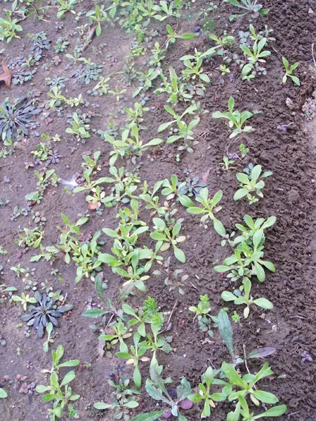 Wildflower seedlings crop November 2019.jpg