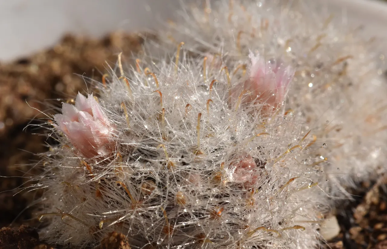 Mammillaria Glassii waterdrops flower 2.jpg