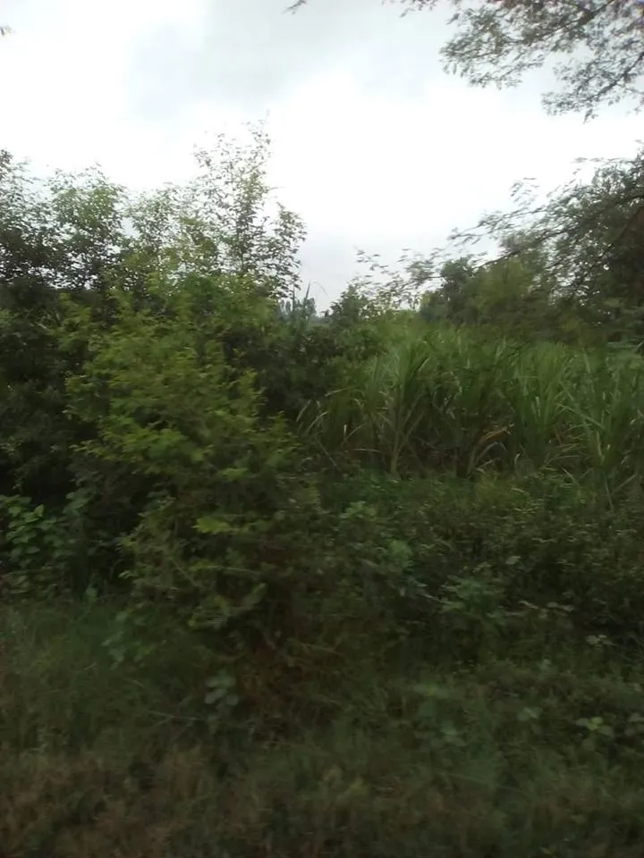 45331519_2137348266528343_1990217978733395968_n.jpg