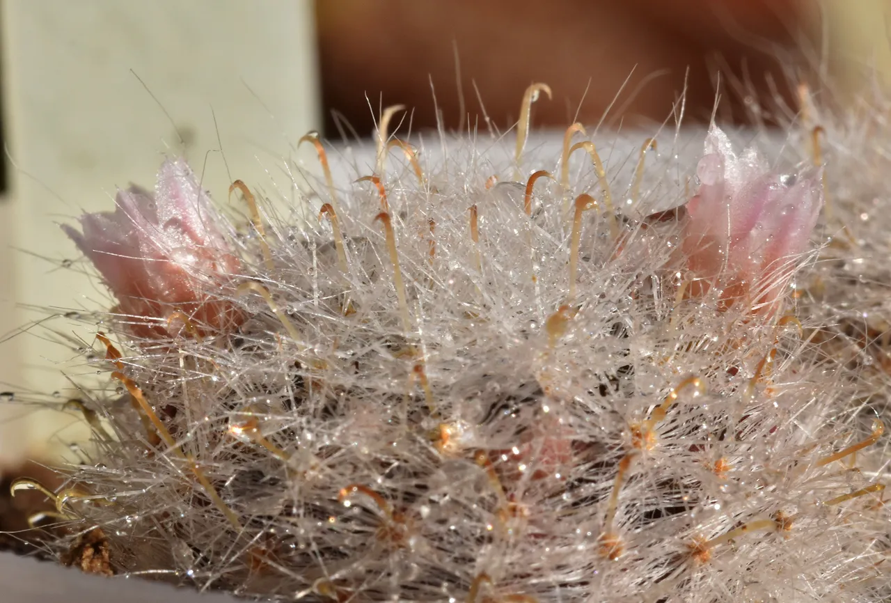 Mammillaria Glassii waterdrops flower 3.jpg