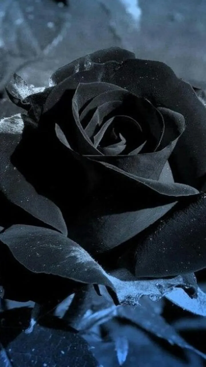 Black_Rose-2a701fd3-e89a-3203-820e-7b813a0cb5e8.jpg